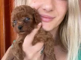 Eğitim Merkezimizden Toy Poodle Yavrular