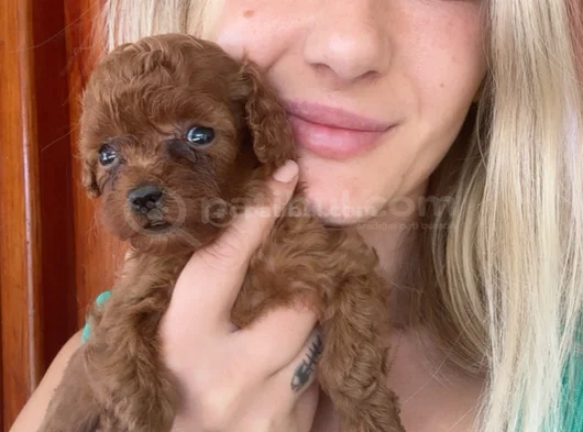 Eğitim Merkezimizden Toy Poodle Yavrular görsel