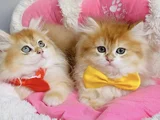 Üst Düzey Golden Ny12 British Longhair Bebekleirm