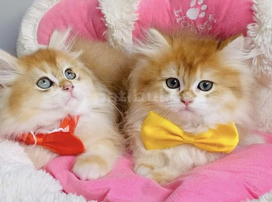 Üst Düzey Golden Ny12 British Longhair Bebekleirm görsel