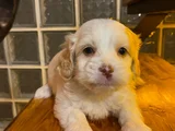 Topaç Gibi Maltipoo Bebeklerimiz