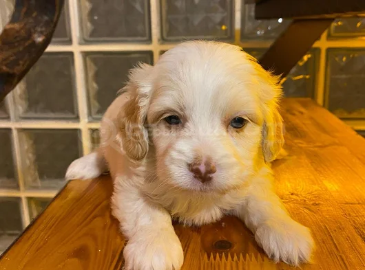 Topaç Gibi Maltipoo Bebeklerimiz