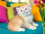 Show Kalite British Shorthair Golden ny12