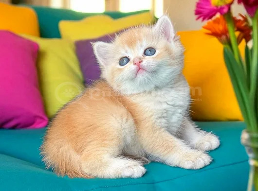 Show Kalite British Shorthair Golden Ny12