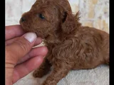 Orjinal Kore Kg Garantili Yavrularım