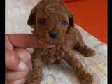 Orjinal kore kg garantili yavrularım
