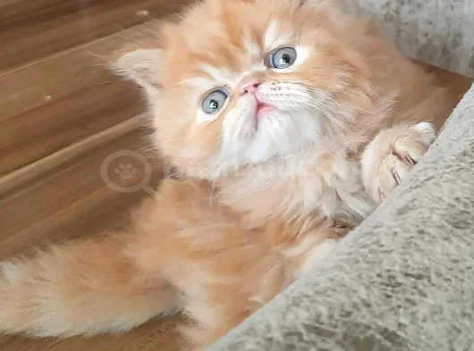İran Exotic Long Hair Bebekler görsel