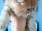 İran Exotic Long Hair Bebekler
