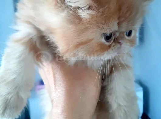 İran Exotic Long Hair Bebekler görsel
