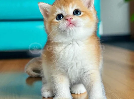 Show Kalite British Shorthair Golden Ny12 görsel