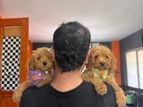 En Iyi Apartman Köpeği Zeki Secereli Toy Poodle Yavrular