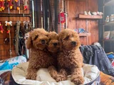 En Iyi Apartman Köpeği Zeki Secereli Toy Poodle Yavrular