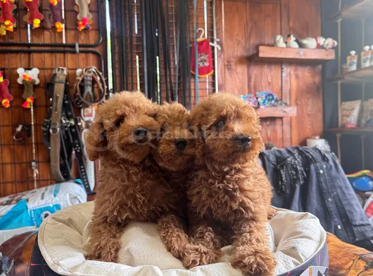 En Iyi Apartman Köpeği Zeki Secereli Toy Poodle Yavrular görsel