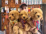 En Iyi Apartman Köpeği Zeki Secereli Toy Poodle Yavrular