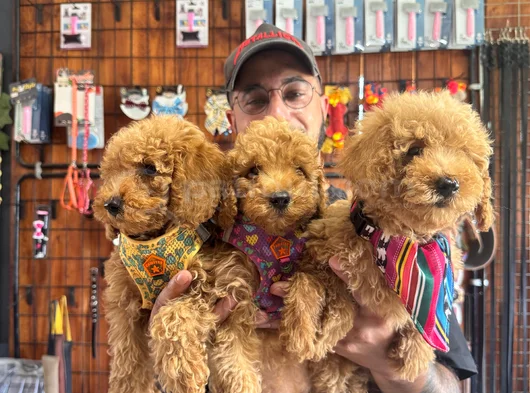 En Iyi Apartman Köpeği Zeki Secereli Toy Poodle Yavrular görsel