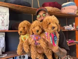 En Iyi Apartman Köpeği Zeki Secereli Toy Poodle Yavrular