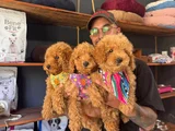 En iyi apartman köpeği zeki secereli toy poodle Yavrular
