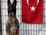 Scr Li̇ Babadan Üst Segment Belçi̇ka Kurdu Yavrular