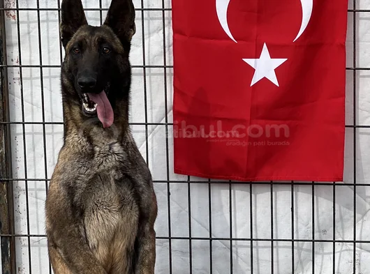 Scr Li̇ Babadan Üst Segment Belçi̇ka Kurdu Yavrular görsel