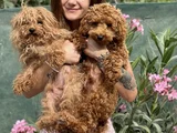 Eğitim Merkezimizden Toy Poodle Yavrular
