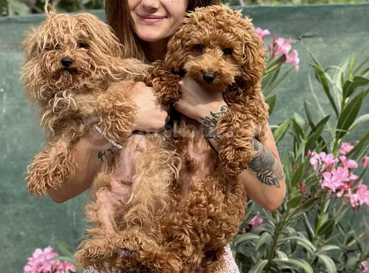 Eğitim Merkezimizden Toy Poodle Yavrular görsel