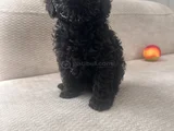 Dişi Erkek Özel Toy Poodle Siyah Yavrularımız