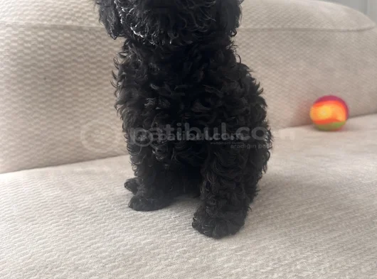 Dişi Erkek Özel Toy Poodle Siyah Yavrularımız görsel