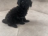 Dişi Erkek Özel Toy Poodle Siyah Yavrularımız