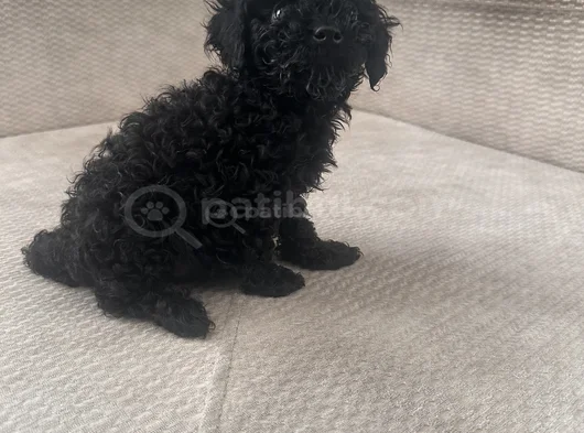 Dişi Erkek Özel Toy Poodle Siyah Yavrularımız görsel