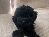 Dişi Erkek Özel Toy Poodle Siyah Yavrularımız