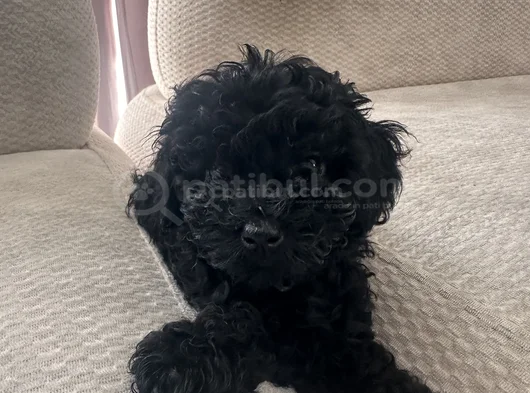 Dişi Erkek Özel Toy Poodle Siyah Yavrularımız görsel