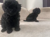 Dişi erkek özel toy poodle siyah yavrularımız