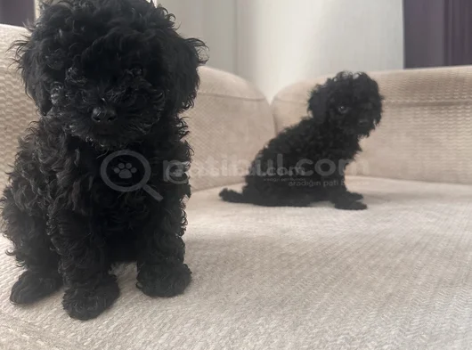 Dişi Erkek Özel Toy Poodle Siyah Yavrularımız