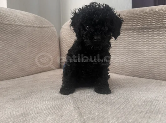 Dişi Erkek Özel Toy Poodle Siyah Yavrularımız görsel