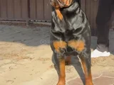 Koca Kafa Koca Pati̇ Rotwei̇ller