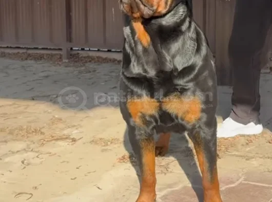 Koca Kafa Koca Pati̇ Rotwei̇ller görsel