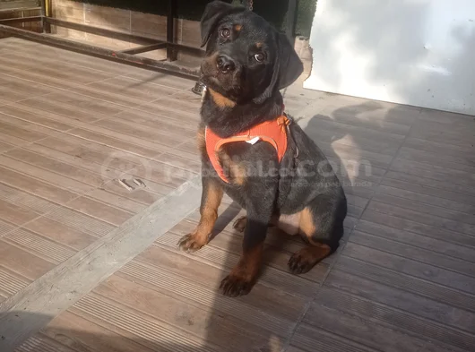 Koca Kafa Koca Pati̇ Rotwei̇ller görsel