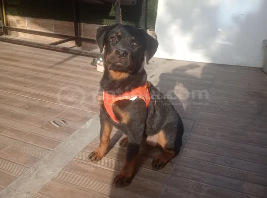Koca Kafa Koca Pati̇ Rotwei̇ller görsel