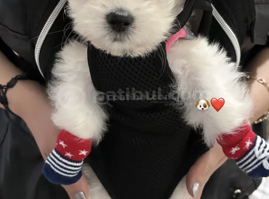 Şila Hanım görsel