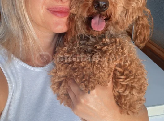 Eğitim Merkezimizden Toy Poodle Yavrular görsel