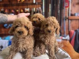 Çiçek Gibi Poodle Bebekler