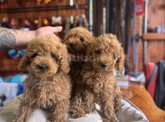 Çiçek Gibi Poodle Bebekler görsel
