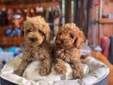 Çiçek Gibi Poodle Bebekler