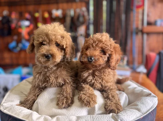 Çiçek Gibi Poodle Bebekler görsel