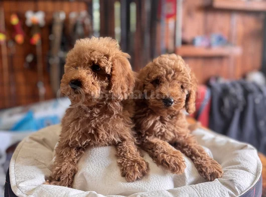 Çiçek Gibi Poodle Bebekler görsel