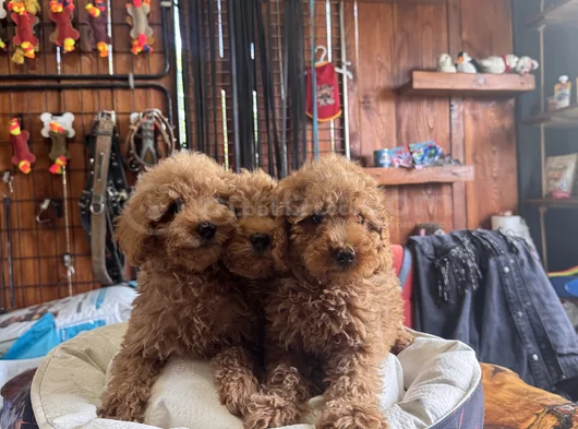 Çiçek Gibi Poodle Bebekler görsel