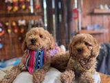 Çiçek Gibi Poodle Bebekler