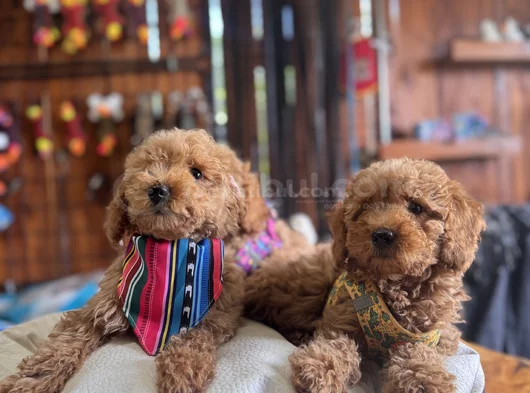 Çiçek Gibi Poodle Bebekler görsel