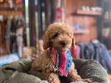 Çiçek Gibi Poodle Bebekler