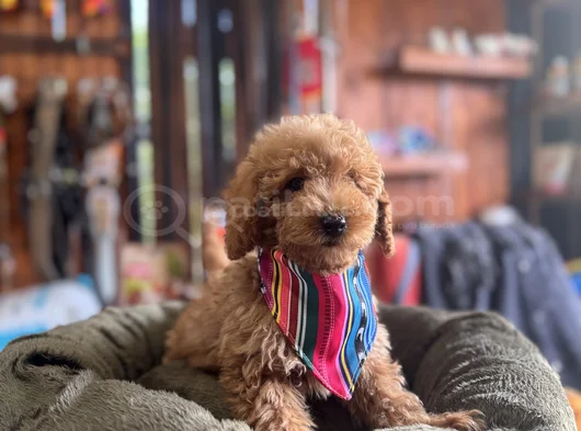 Çiçek Gibi Poodle Bebekler görsel